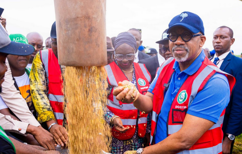 A vision of a flourishing rice field in Ogun State, symbolizing the potential for large-scale agricultural growth.