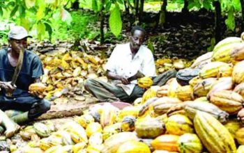 Nigerian cocoa farmers commit to sustainable farming