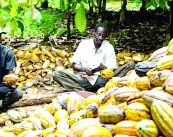 Nigerian cocoa farmers commit to sustainable farming