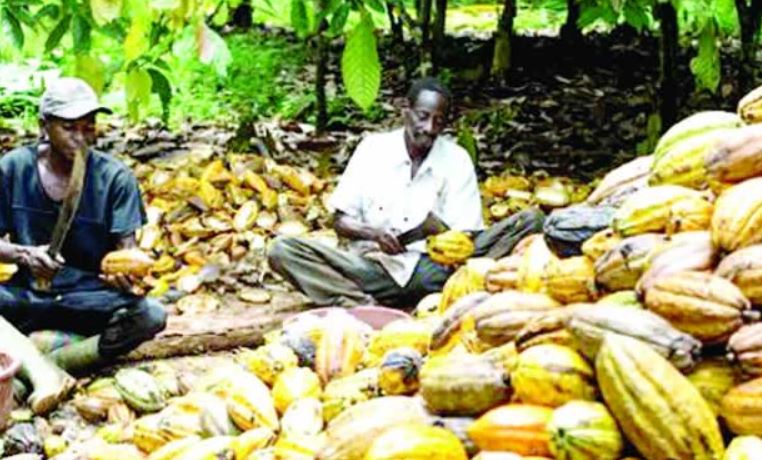 Nigerian cocoa farmers commit to sustainable farming